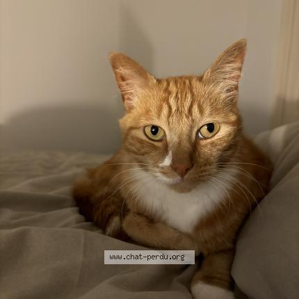Foto van vermiste kat in Bruxelles
