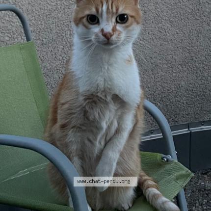 Foto einer verlorenen Katze in Carouge