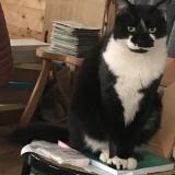 Picture of cat lost at Brest