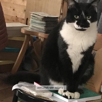 Photo 1/1 Byskot Chat lost in Brest