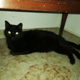 Picture of cat lost at Cavalaire Sur Mer