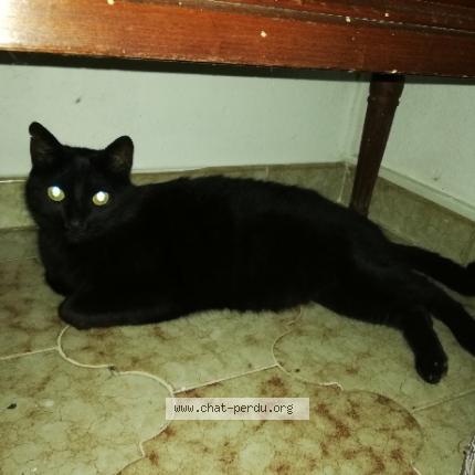 Photo 1/1 OSCAR Chat lost in Cavalaire sur mer