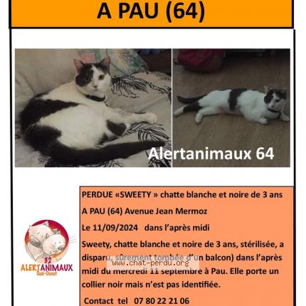 Photo 1/1 Sweety Chat lost in Pau