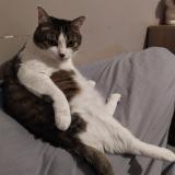 Picture of cat lost at Toulon Sur Arroux