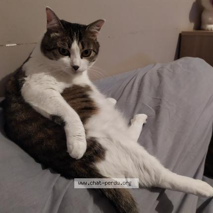 Photo 1/1 Mina Chat lost in Toulon sur arroux