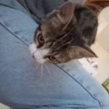 Picture of cat found at Chateau Gontier Sur Mayenne