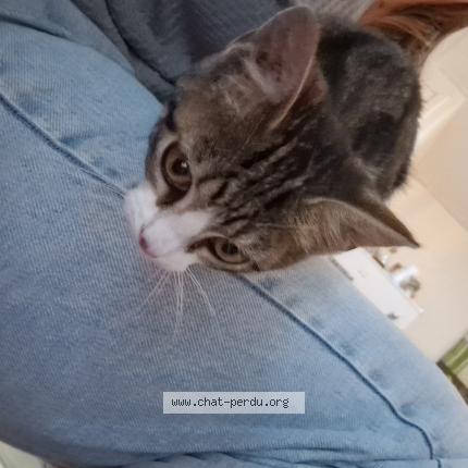Photo 1/1 Cat reunited Found in Chateau gontier sur mayenne
