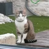 Picture of cat lost at Niort