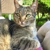 Picture of cat lost at Palaiseau