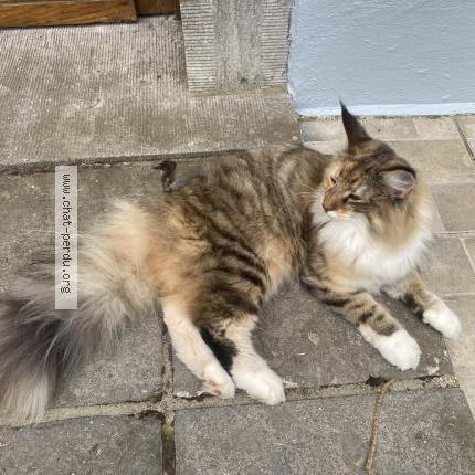 Photo 1/2 Pebbi Chat lost in Epalinges