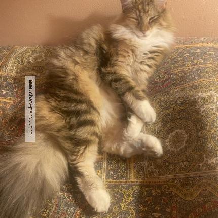 Photo 2/2 Pebbi Chat lost in Epalinges