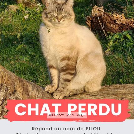 Photo 1/1 Pilou Chat lost in Boulaur