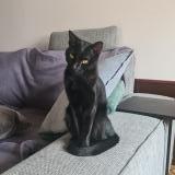 Picture of cat lost at Aulnay Sous Bois