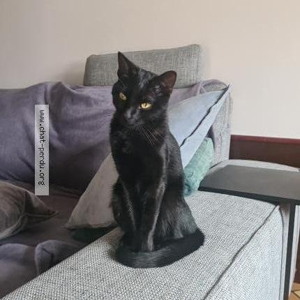 Photo 1/3 Shadow Chat lost in Aulnay sous bois