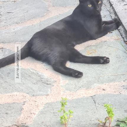 Photo 2/3 Shadow Chat lost in Aulnay sous bois