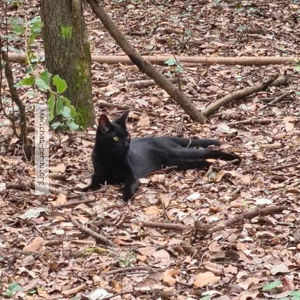 Photo 3/3 Shadow Chat lost in Aulnay sous bois