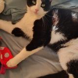 Picture of cat lost at Sauvian