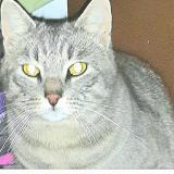 Picture of cat lost at Grabels