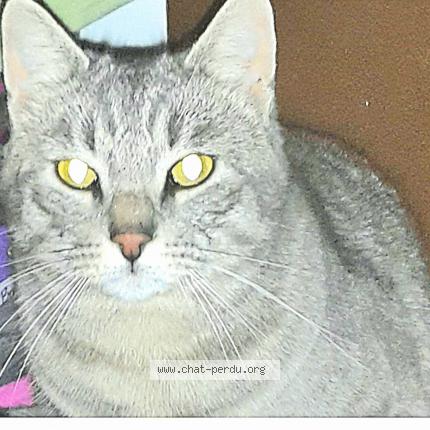 Photo 1/1 Louis Chat lost in Grabels