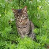 Picture of cat lost at Antony