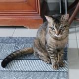 Picture of cat lost at Vendeville