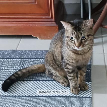 Photo 1/4 Filou Chat lost in Vendeville