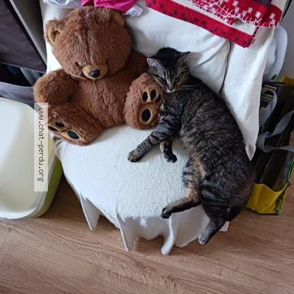 Photo 2/4 Filou Chat lost in Vendeville