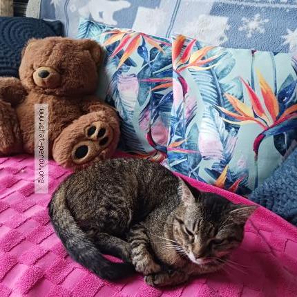 Photo 3/4 Filou Chat lost in Vendeville