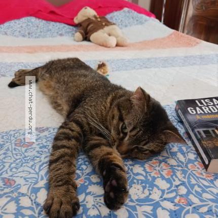 Photo 4/4 Filou Chat lost in Vendeville