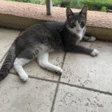 Picture of cat lost at Trinite