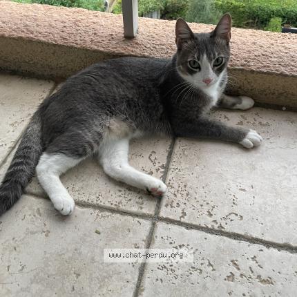 Photo 1/1 Grizou Chat lost in Trinite