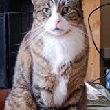 Picture of cat lost at Villenave D Ornon