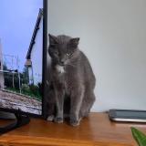 Picture of cat lost at Lormont