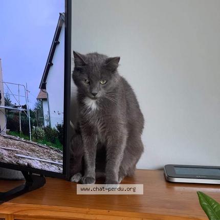 Photo 1/1 Paquito Chat lost in Lormont