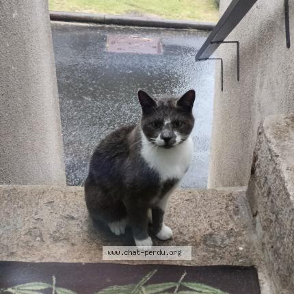 Photo 1/1 Ma&euml;lennig MOLHERAT Chat lost in Peyre en aubrac