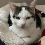 Picture of cat lost at La Roche Sur Yon