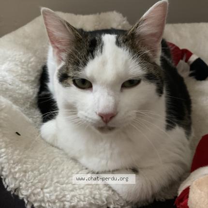 Photo 1/1 Ramsy Chat lost in La roche sur yon