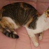 Picture of cat lost at Volvic 63530