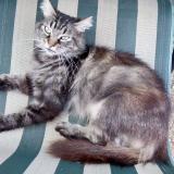 Picture of cat lost at Chablis