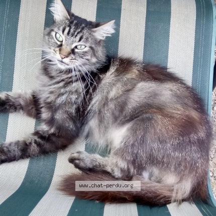 Photo 1/1 Calinou Chat lost in Chablis