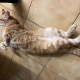 Picture of cat lost at Castelnaudary