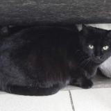 Picture of cat lost at St Clement