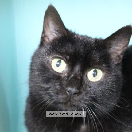 Photo 2/2 umiette Chat lost in St clement