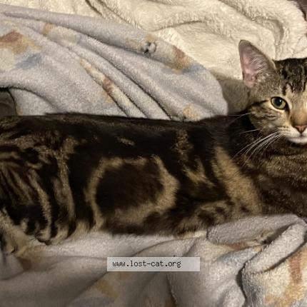 Photo 1/1 Reunited cat Lost in Long Branch