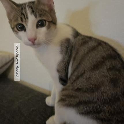 Foto 1/1 Wiedergefundene Katze Gefunden in Echichens