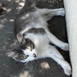 Picture of cat lost at Le Castellet