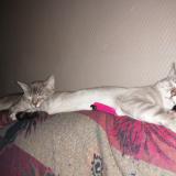 Picture of cat lost at Jarmenil