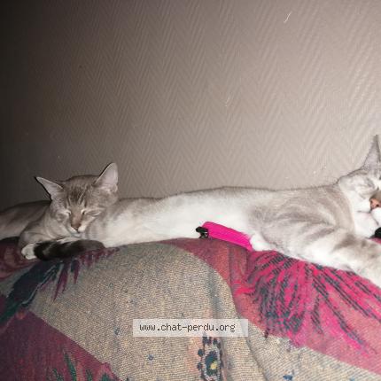 Photo 1/1 Osso Chat lost in Jarmenil