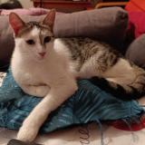 Picture of cat lost at Villeurbanne