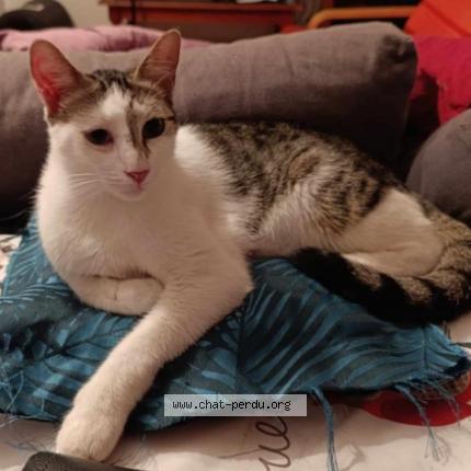 Photo 1/1 Ulix Chat lost in Villeurbanne